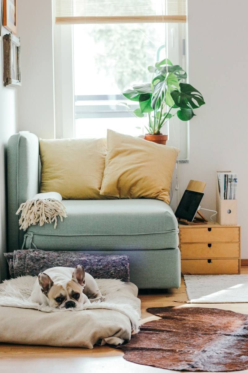 A French bulldog resting on a white bed in a living room, the whole room in shot.